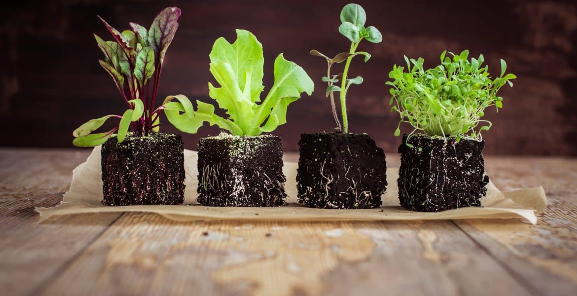 Vegan Diet. The Fountain of Youth?